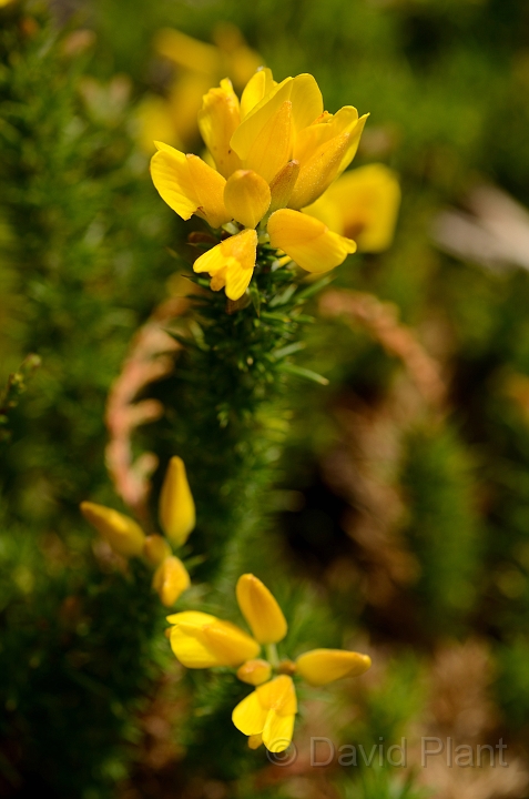 David Plant Photography - Wildlife Photography - Dwarf gorse - A.jpg - Dwarf gorse in flower - Dorset
